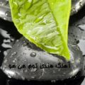 آهنگ هندی توم هی هو