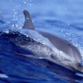 Qara Delfin