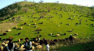 لیلا با صدای جمشید پروانی