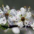 آهنگ عربی كل مالمحتك با صدای أسماء المنور