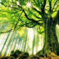 آهنگ شاد آذری گلستان باغینین دورسی سیمدی