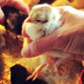 ذلیل مرده با صدای سعید کرمانی