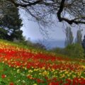 آهنگ عربی تو همون عشق آریایی