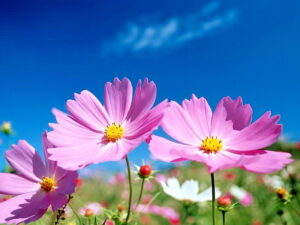 میگن اسمش ثریاست